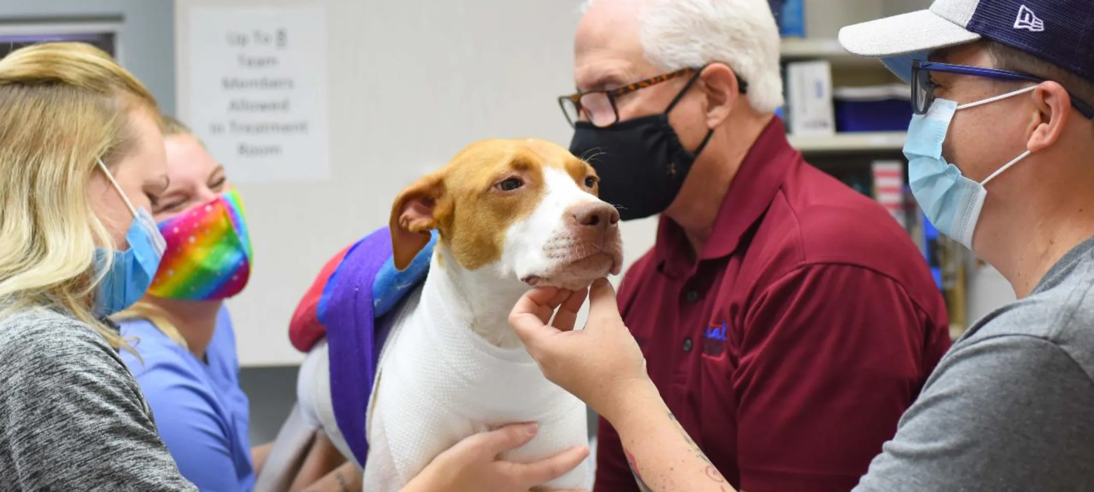 Massage Therapy at Animal Medical Center of Hattiesburg. Massage Therapy at Animal Medical Center of Hattiesburg.