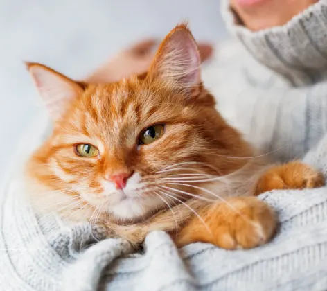 An orange cat being held closely in the arms of a person wearing a grey knitted sweater
