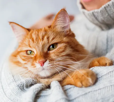 An orange cat being held closely in the arms of a person wearing a grey knitted sweater An orange cat being held closely in the arms of a person wearing a grey knitted sweater