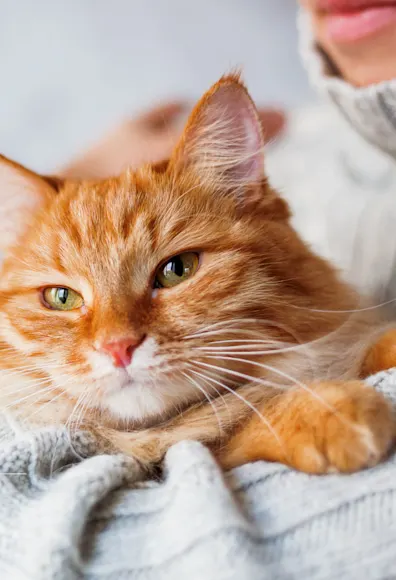 An orange cat being held closely in the arms of a person wearing a grey knitted sweater An orange cat being held closely in the arms of a person wearing a grey knitted sweater
