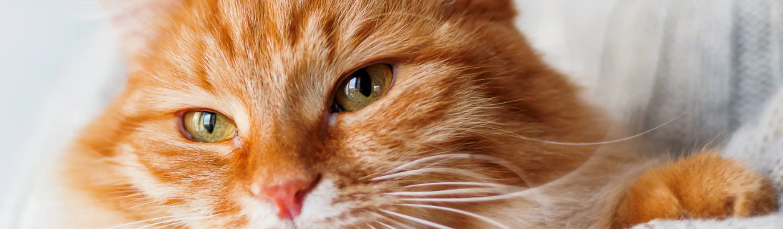 An orange cat being held closely in the arms of a person wearing a grey knitted sweater An orange cat being held closely in the arms of a person wearing a grey knitted sweater