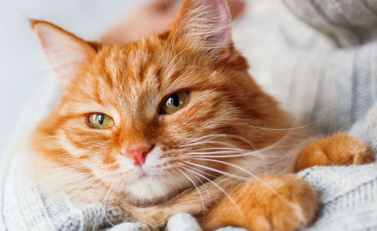 An orange cat being held closely in the arms of a person wearing a grey knitted sweater An orange cat being held closely in the arms of a person wearing a grey knitted sweater