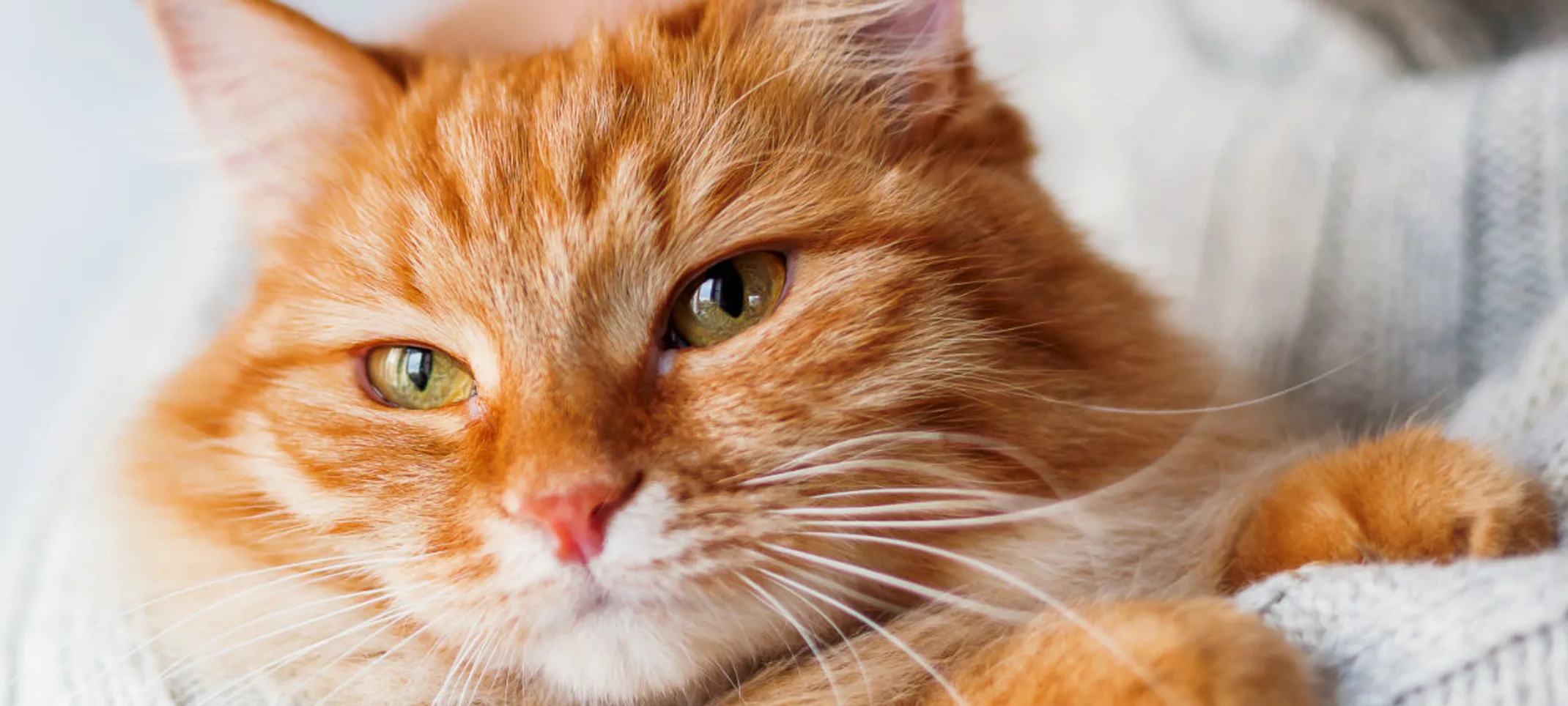 An orange cat being held closely in the arms of a person wearing a grey knitted sweater