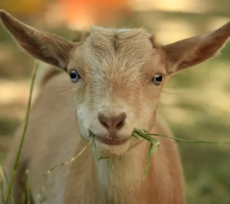 Close Up of Light Brown Goat Close Up of Light Brown Goat