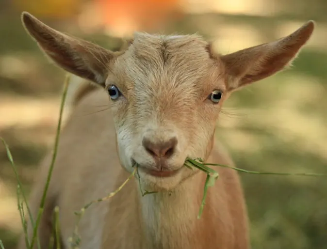 Close Up of Light Brown Goat Close Up of Light Brown Goat
