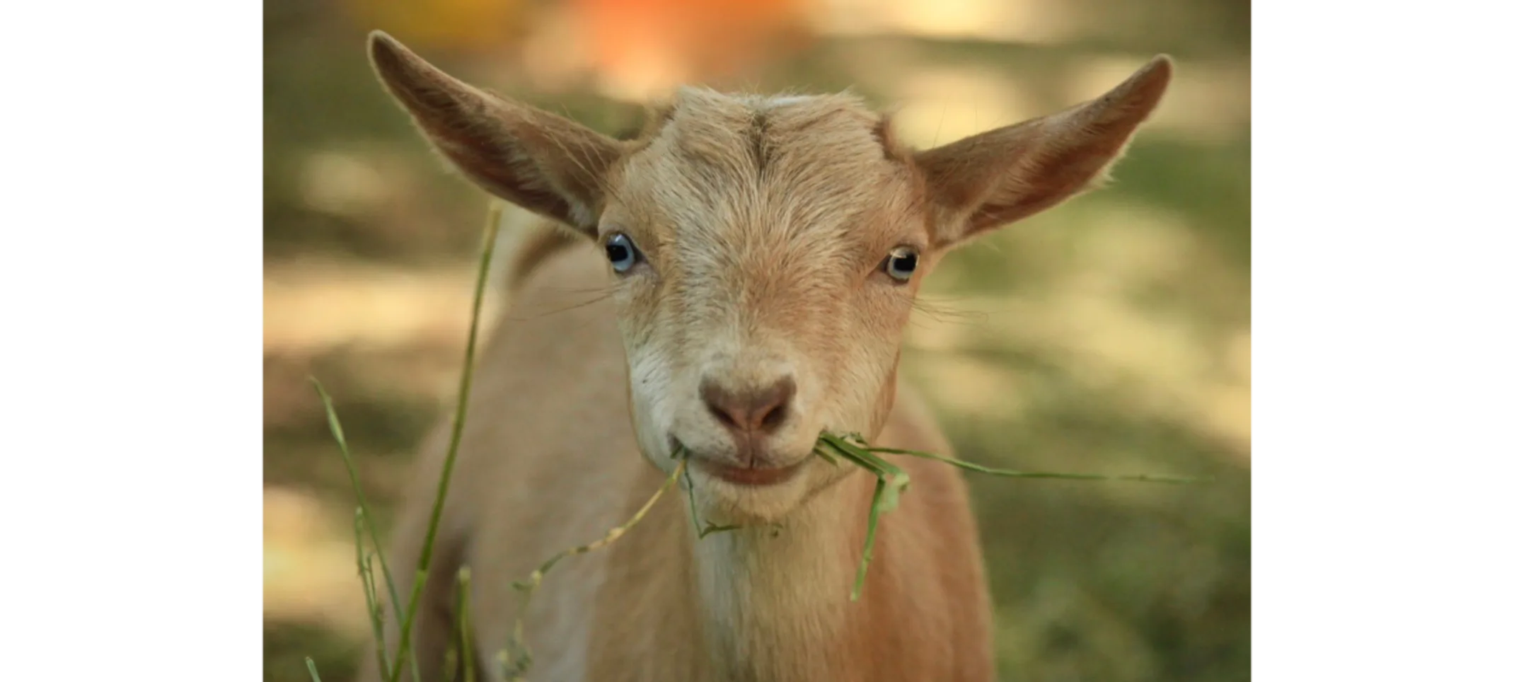 Close Up of Light Brown Goat Close Up of Light Brown Goat