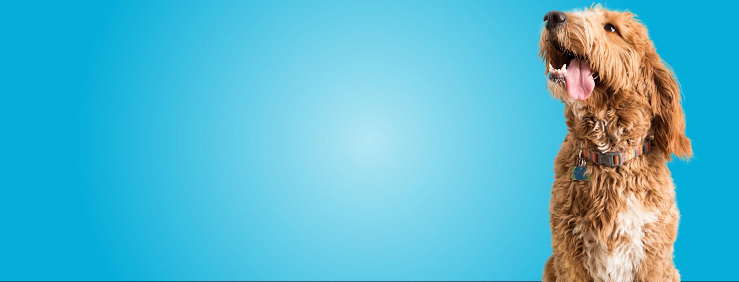 Homepage PetSuites Bloomingdale homepage-petsuites-bloomingdale