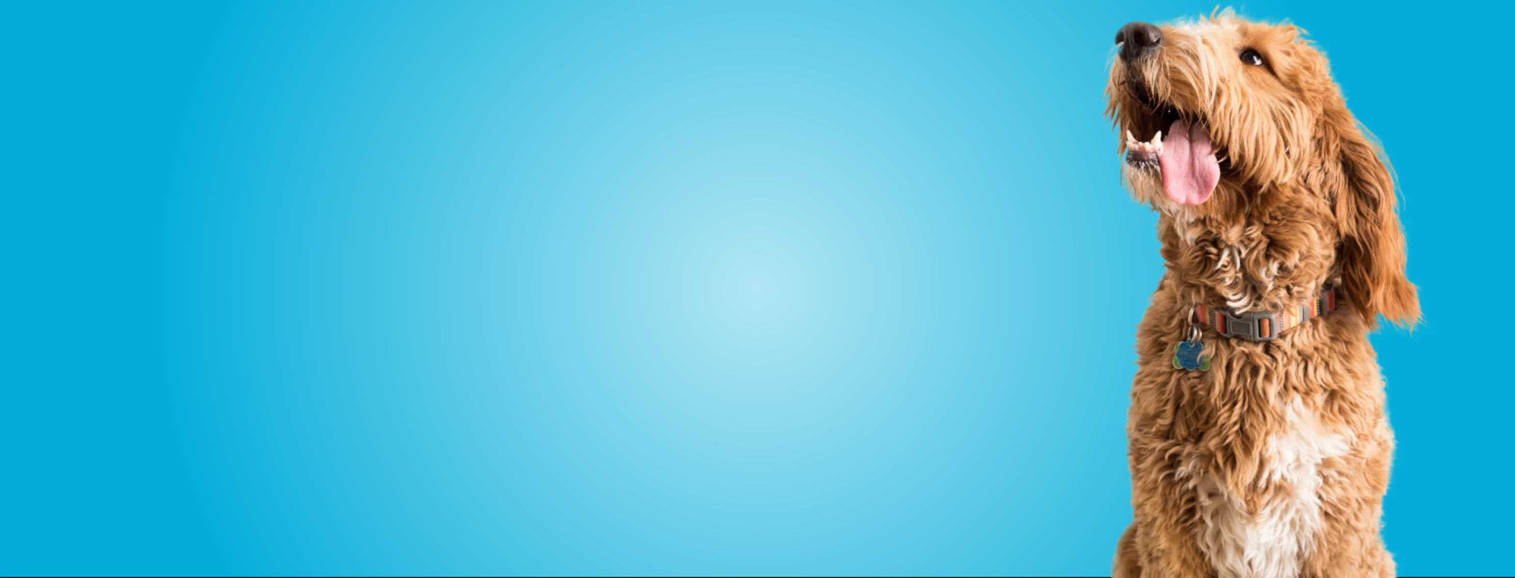 Dog in front of blue background Dog in front of blue background