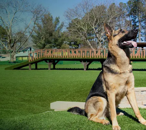 German Shepherd in Play Yard at Pet Lodge Pet Resort German Shepherd in Play Yard at Pet Lodge Pet Resort