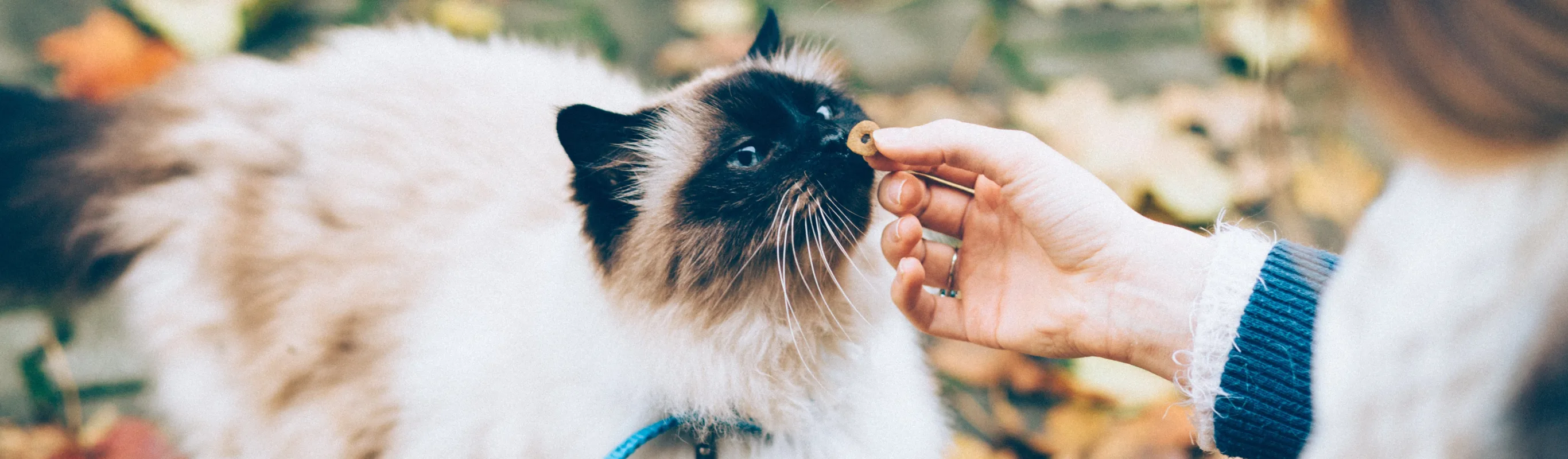 Woman giving a cat a treat