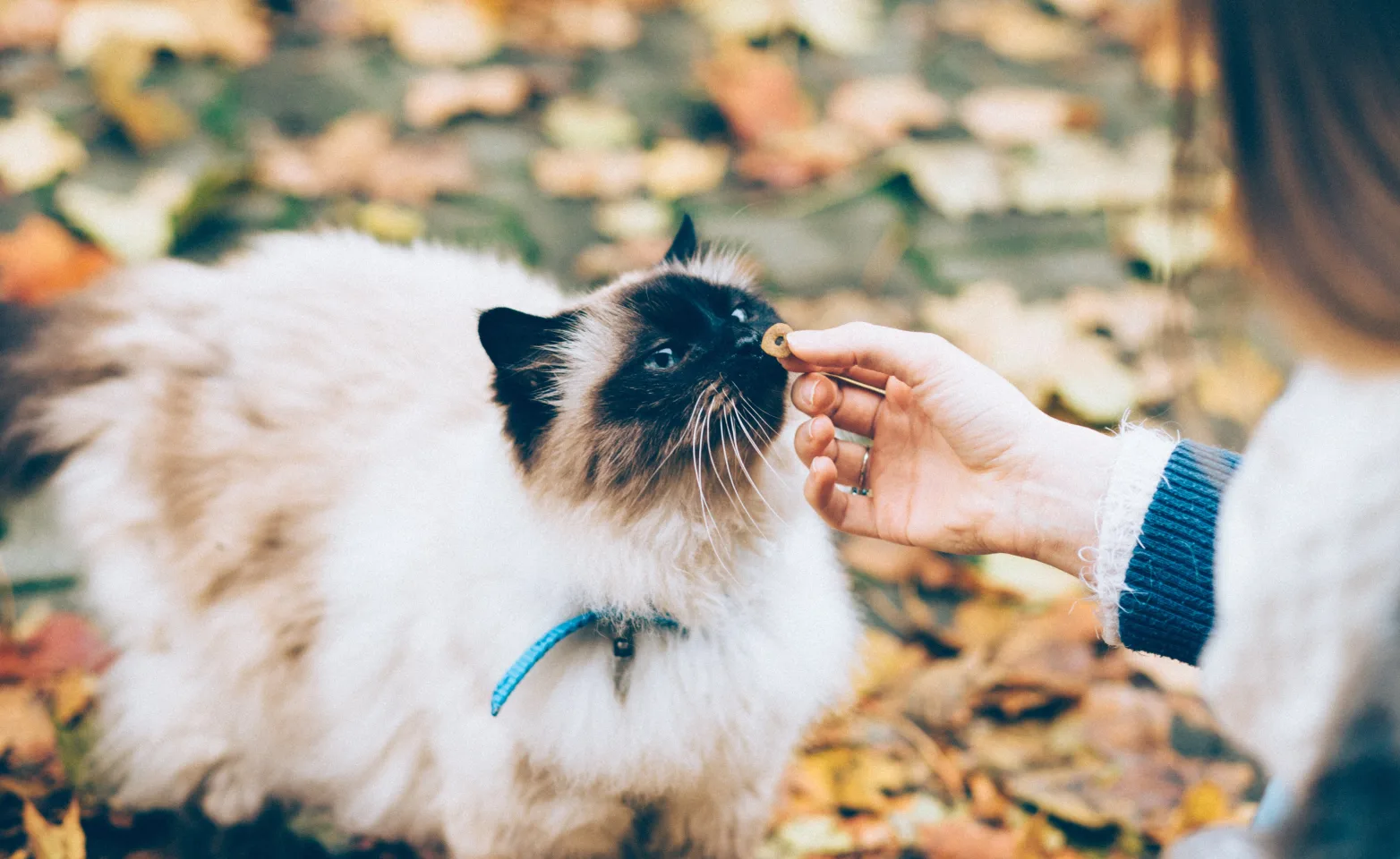 Woman giving a cat a treat
