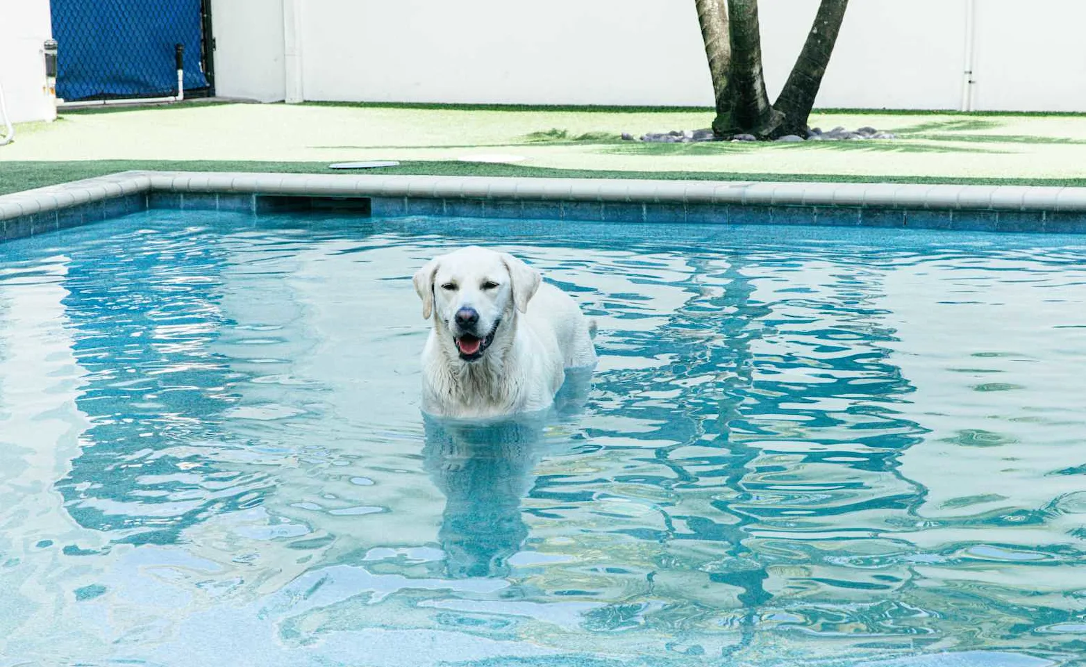 Dog playing in a pool