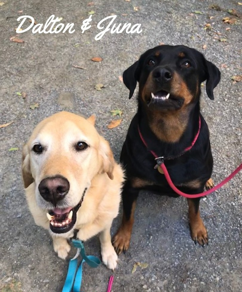 Two dogs named Dalton and Juna