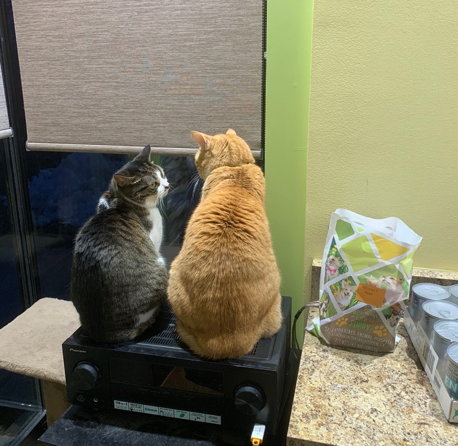 Cats sitting in the St. Catharines Animal Hospital office
