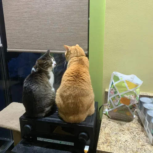 Cats sitting in the St. Catharines Animal Hospital office