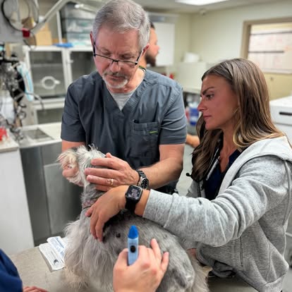 A Gray Dog Being Examined at AMC Hattiesburg