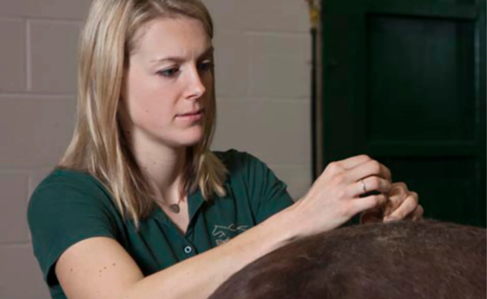 Doctor performing acupuncture services on a horse Doctor performing acupuncture services on a horse