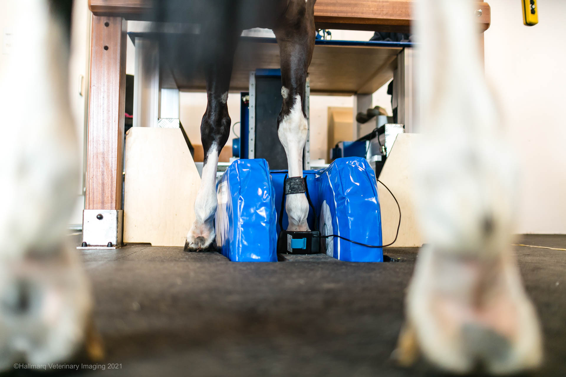 Equine MRI 5