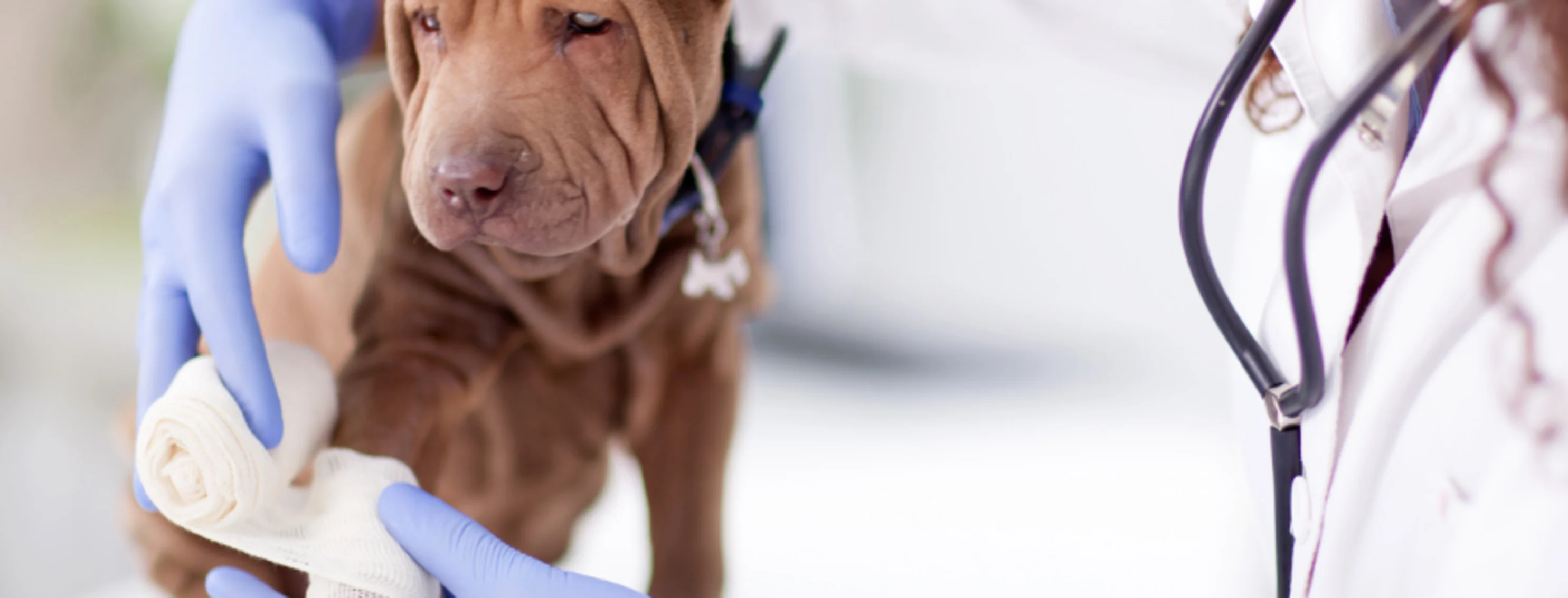 Veterinarian Bandaging a Brown Dog