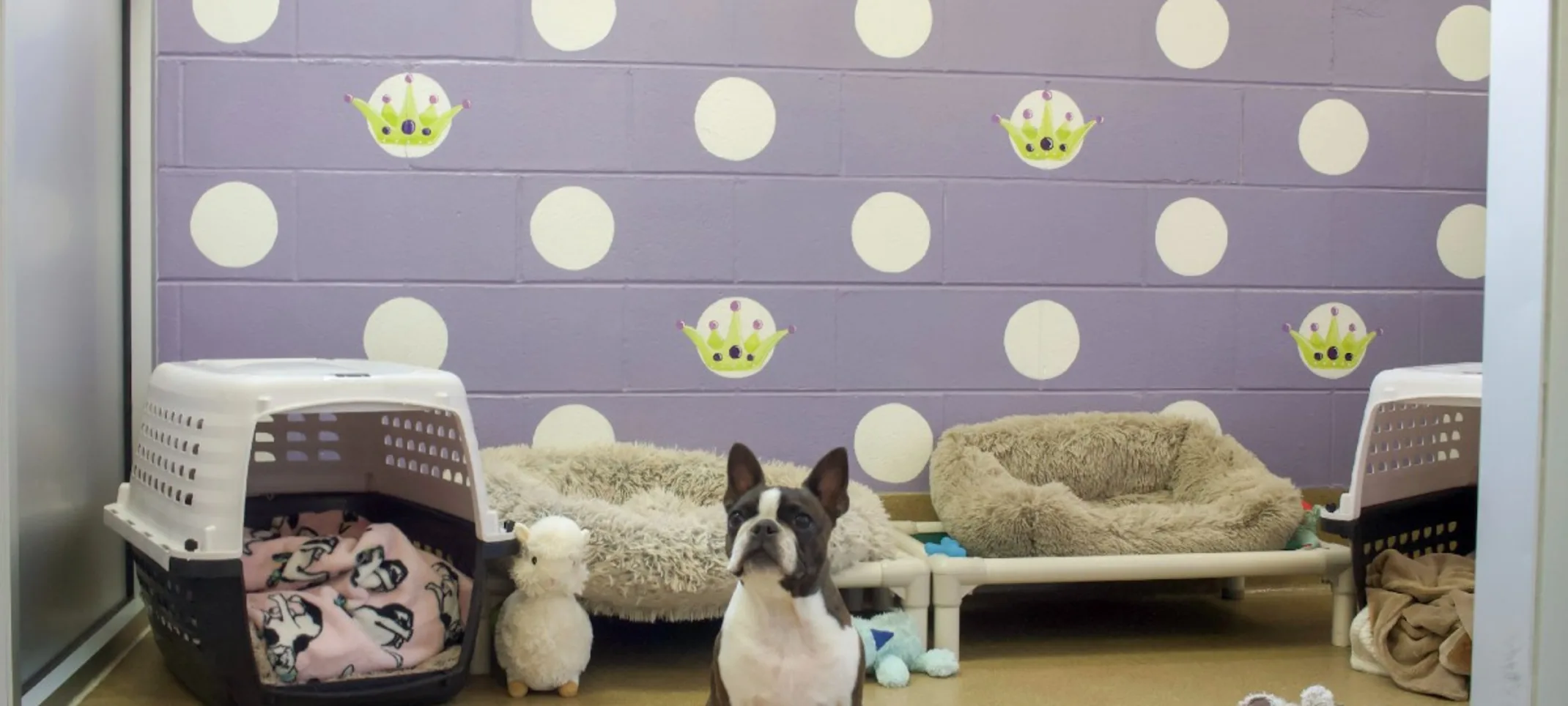 French bulldog in indoor resting area with dog beds, crates, and purple polka dot walls French bulldog in indoor resting area with dog beds, crates, and purple polka dot walls