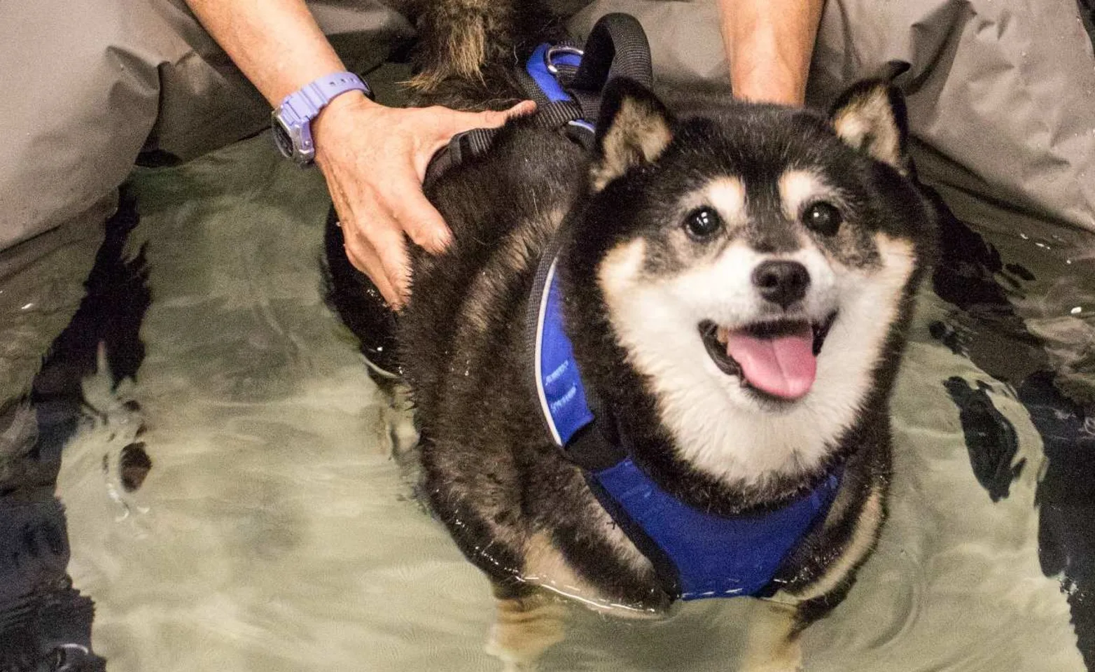 Dog walking on an underwater treadmill Dog walking on an underwater treadmill