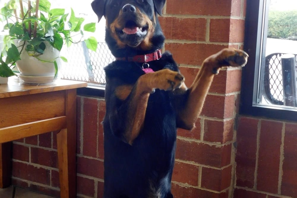 Happy dog at Care Animal Hospital