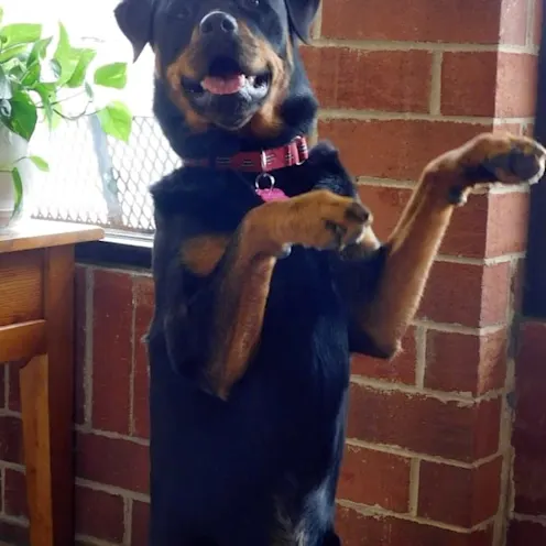 Happy dog at Care Animal Hospital Happy dog at Care Animal Hospital