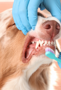 Close Up of Dog Getting Teeth Examined