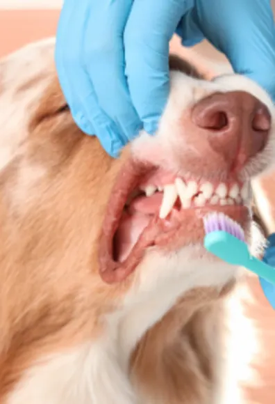 Close Up of Dog Getting Teeth Examined Close Up of Dog Getting Teeth Examined