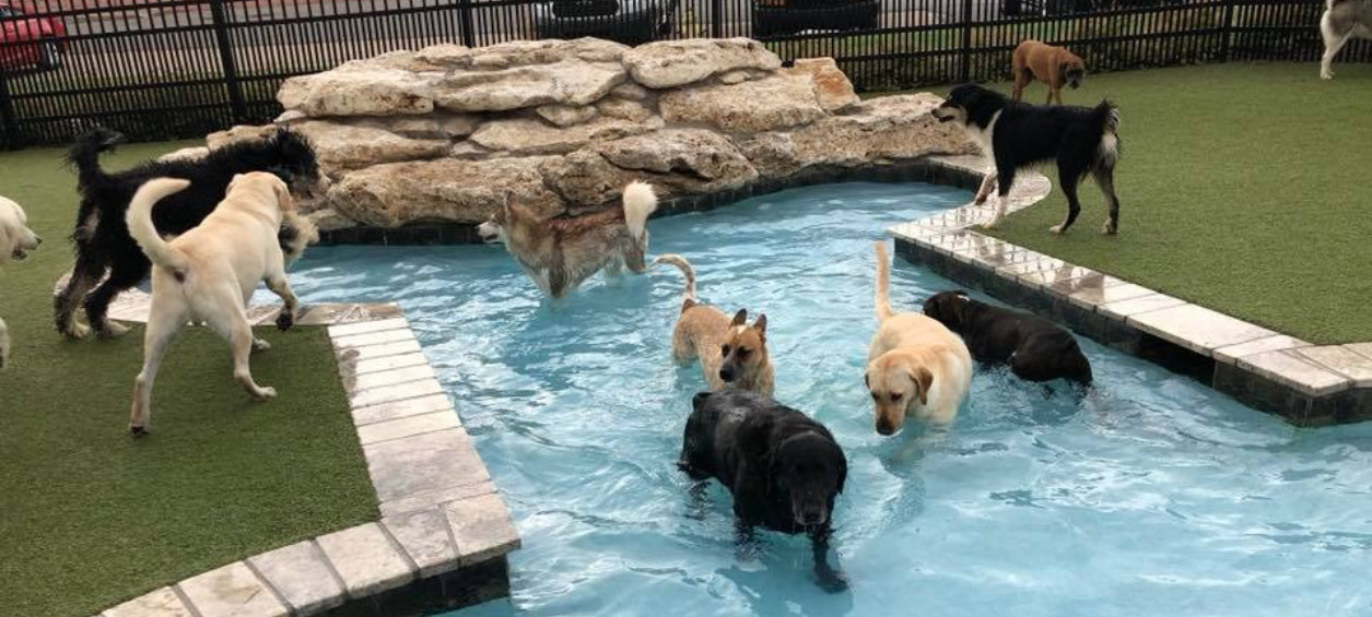 Dogs playing in and near the pool
