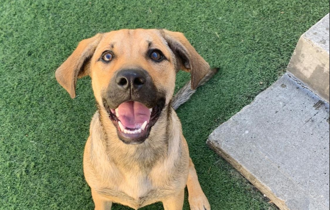 Dog sitting in grass at daycare The Barking Dog