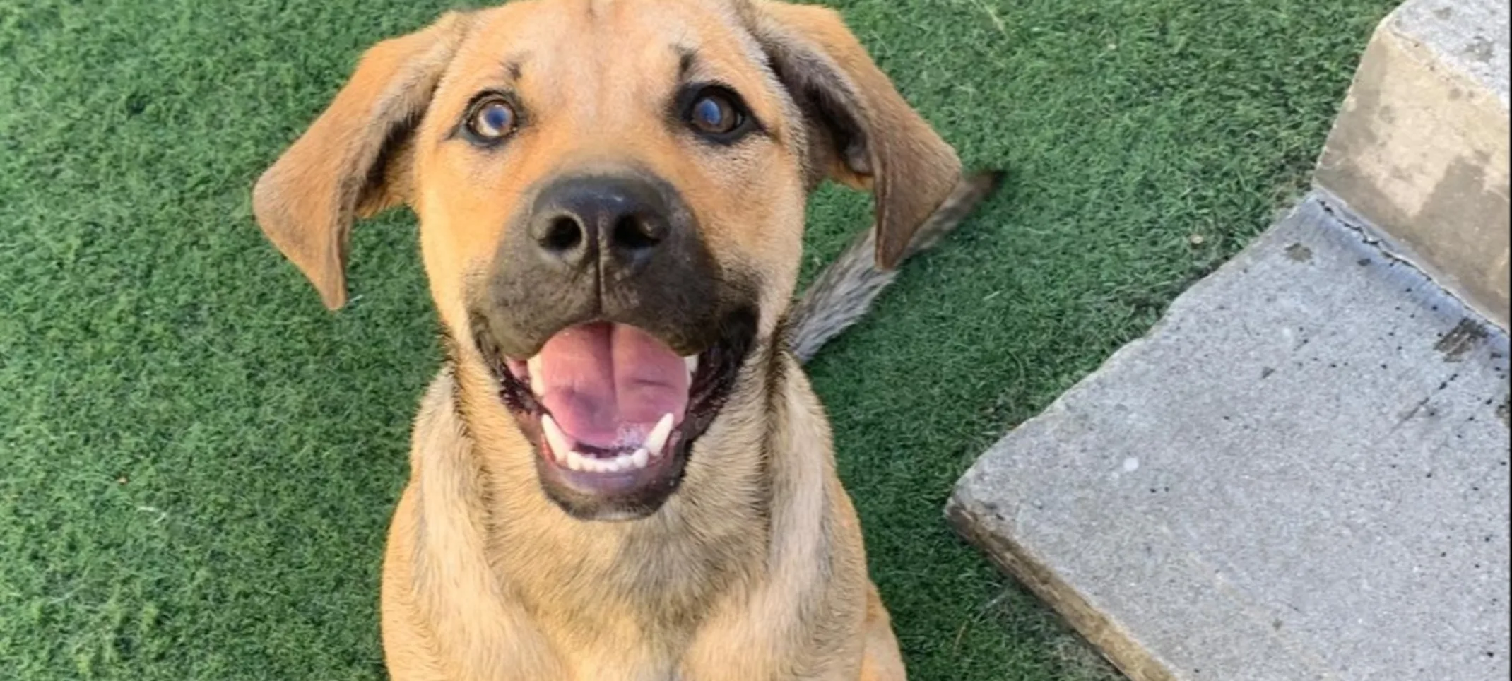 Dog sitting in grass at daycare The Barking Dog Dog sitting in grass at daycare The Barking Dog