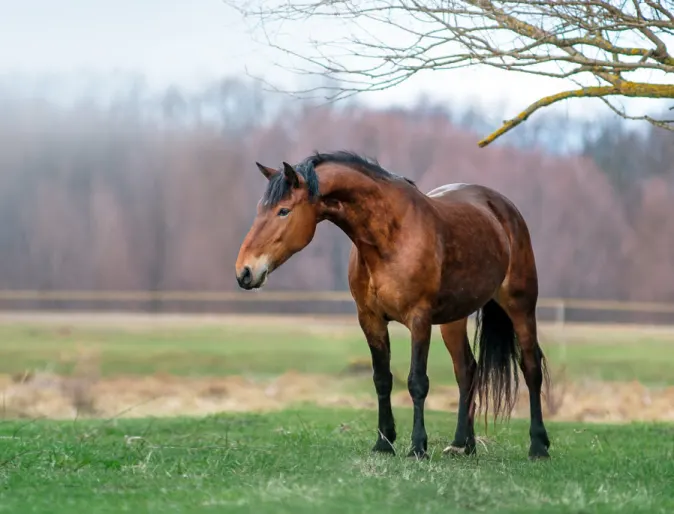 Horse Standing in Field near Tree