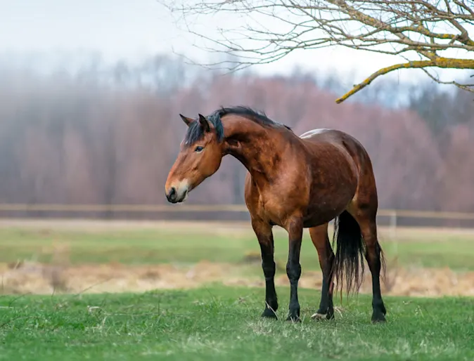 Horse Standing in Field near Tree Horse Standing in Field near Tree