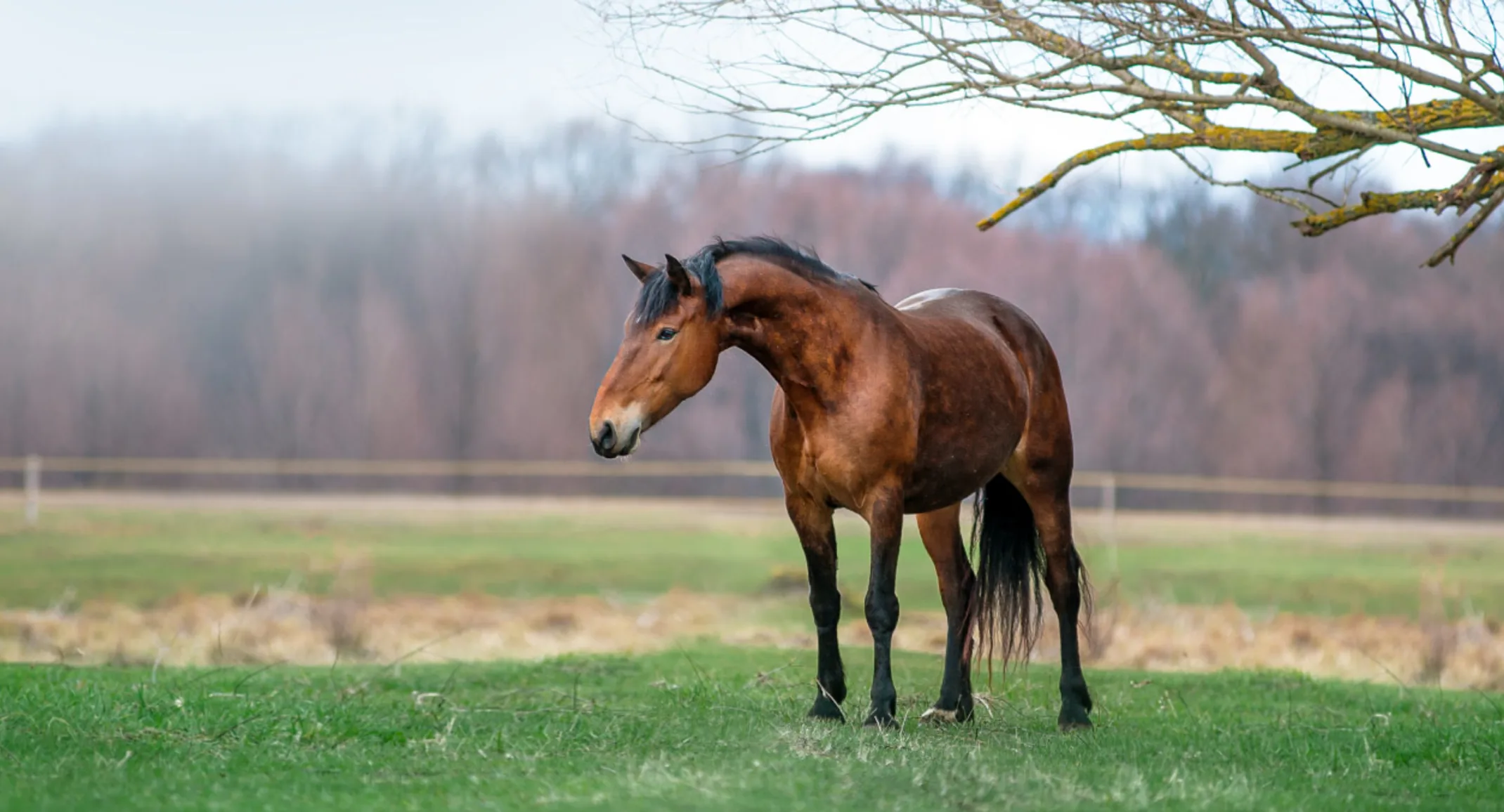 Horse Standing in Field near Tree Horse Standing in Field near Tree