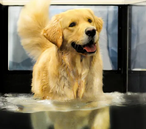 Dog in an Hydrotherapy Machine Dog in an Hydrotherapy Machine