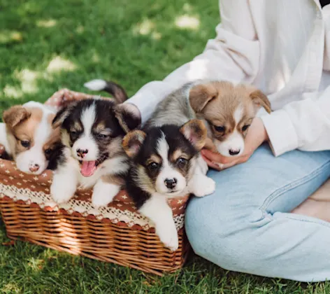 Girl Sitting with Puppies in a Basket Girl Sitting with Puppies in a Basket