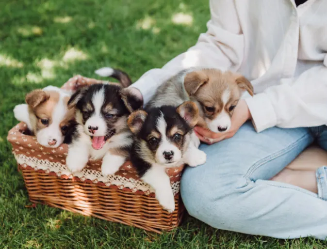 Girl Sitting with Puppies in a Basket