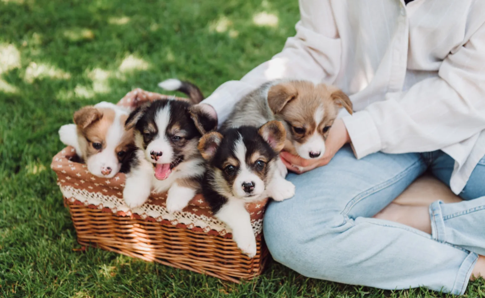 Girl Sitting with Puppies in a Basket Girl Sitting with Puppies in a Basket