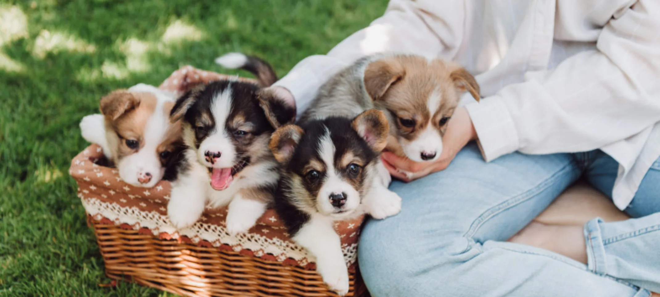 Girl Sitting with Puppies in a Basket Girl Sitting with Puppies in a Basket