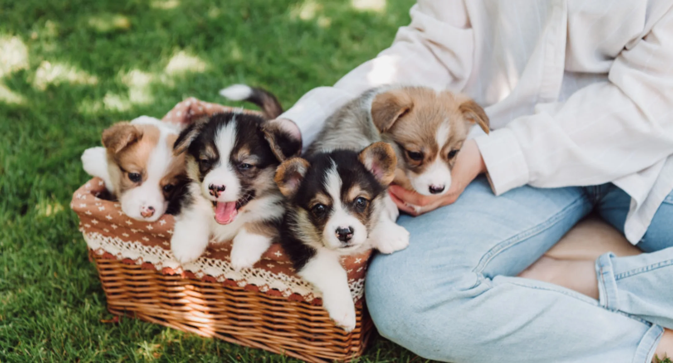 Girl Sitting with Puppies in a Basket Girl Sitting with Puppies in a Basket