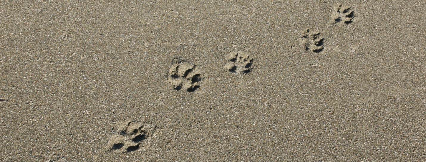Paw prints in sand.