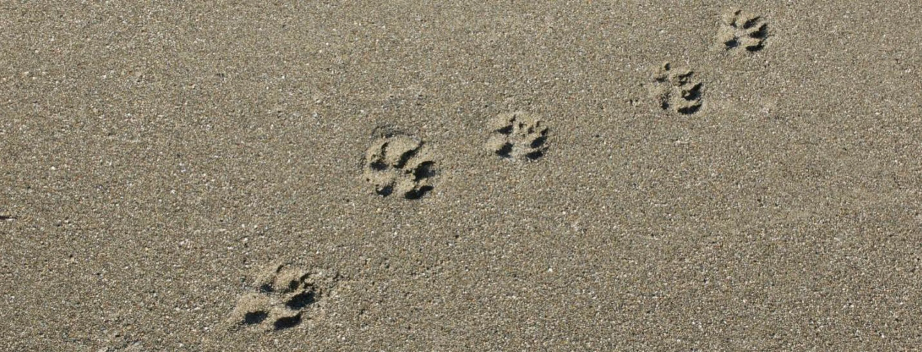 Paw prints in sand. Paw prints in sand.