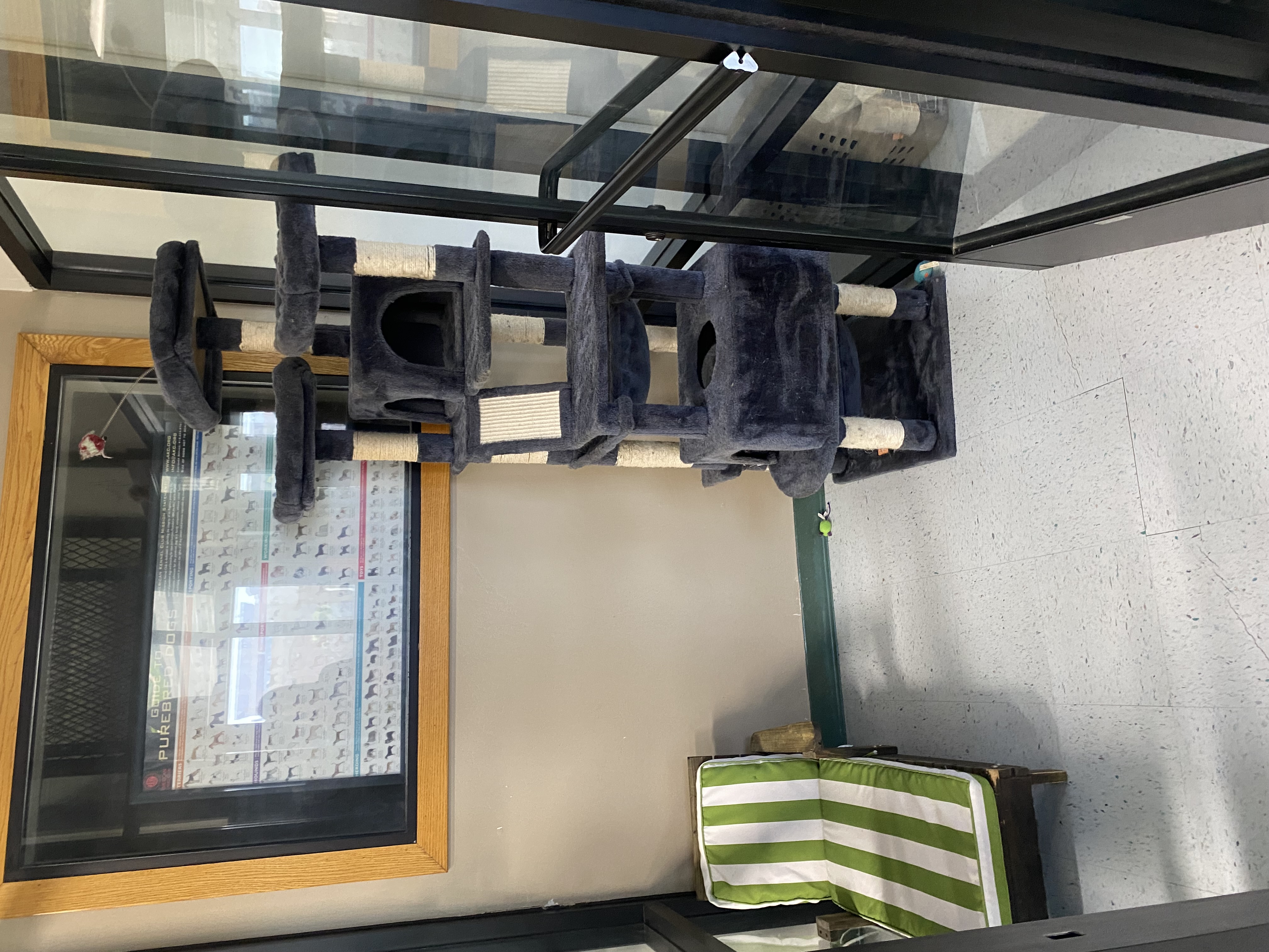 Black cat tower and green folding beach chair.