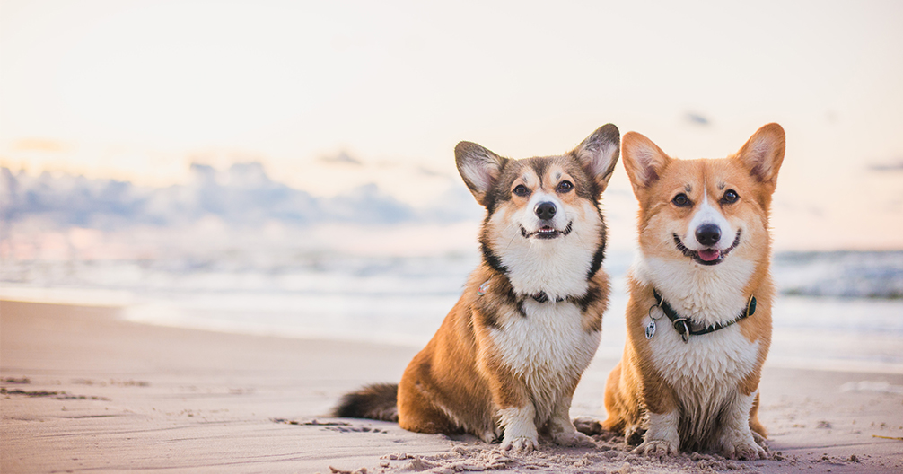 Linwood Pet Hospital