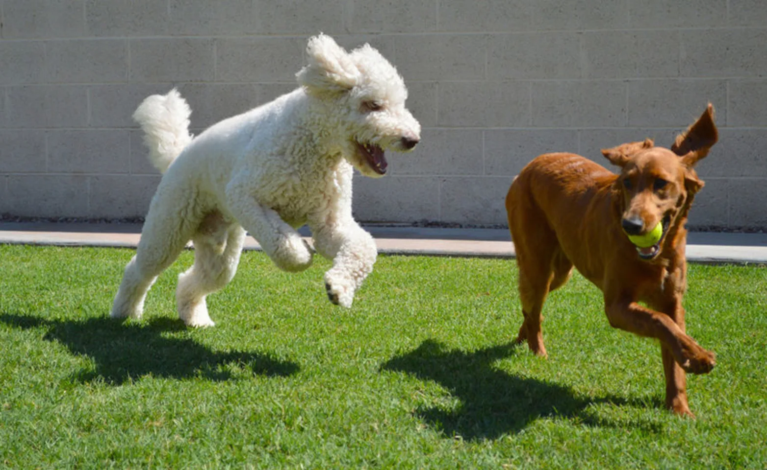 Dogs playing with ball Dogs playing with ball
