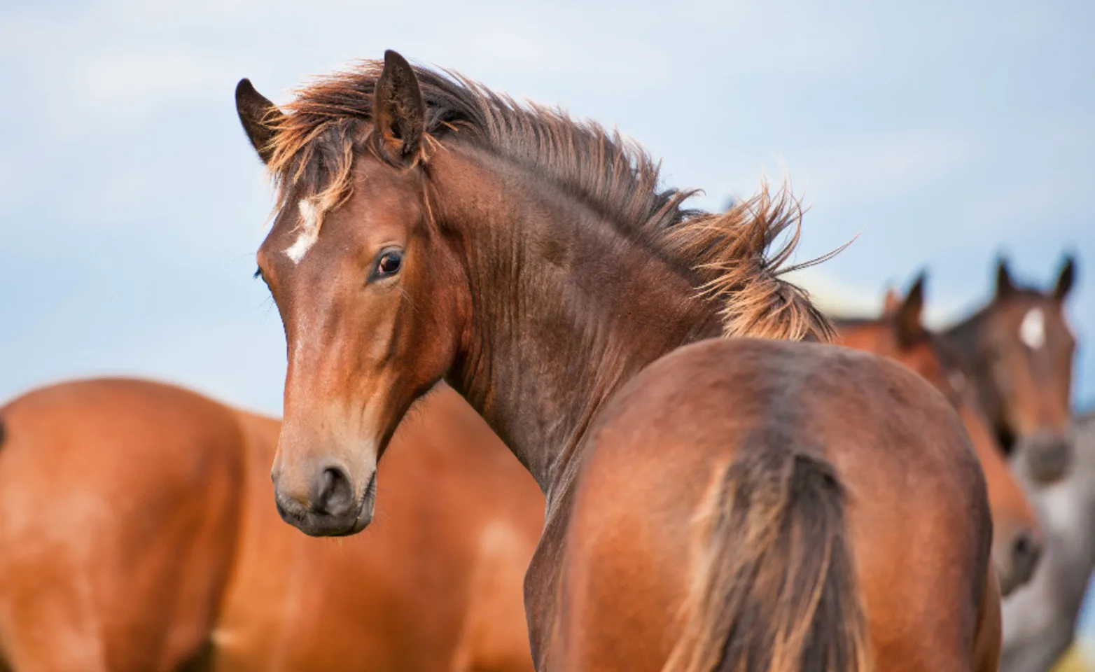 Brown horse turning back and looking at camera