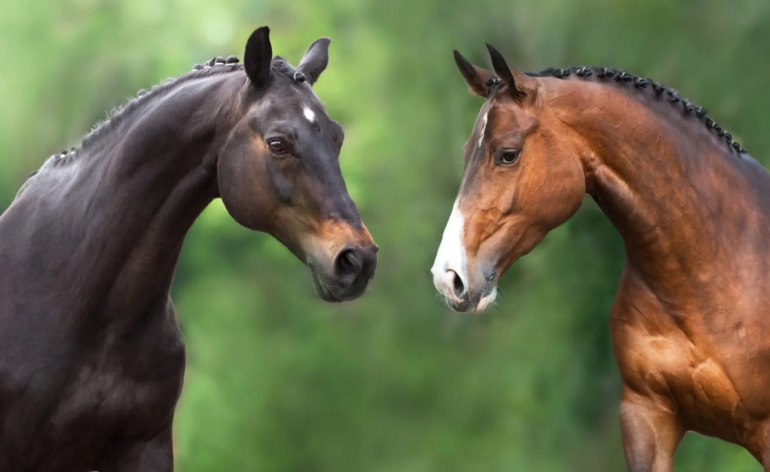 Two Horses in Field Two Horses in Field