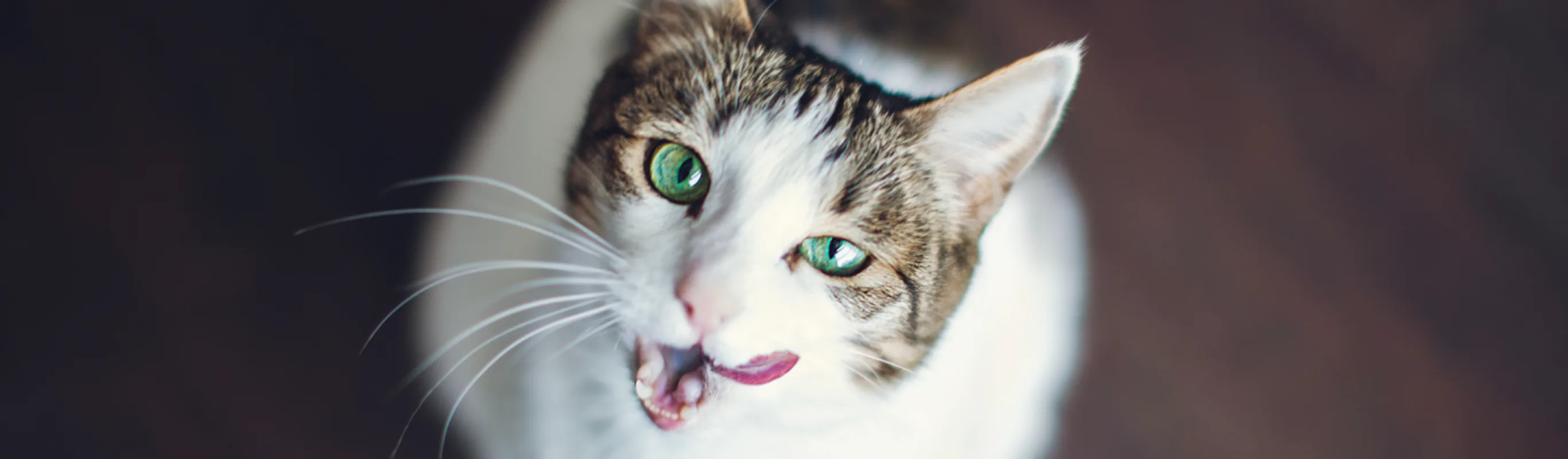 Cat sitting on the floor licking chops