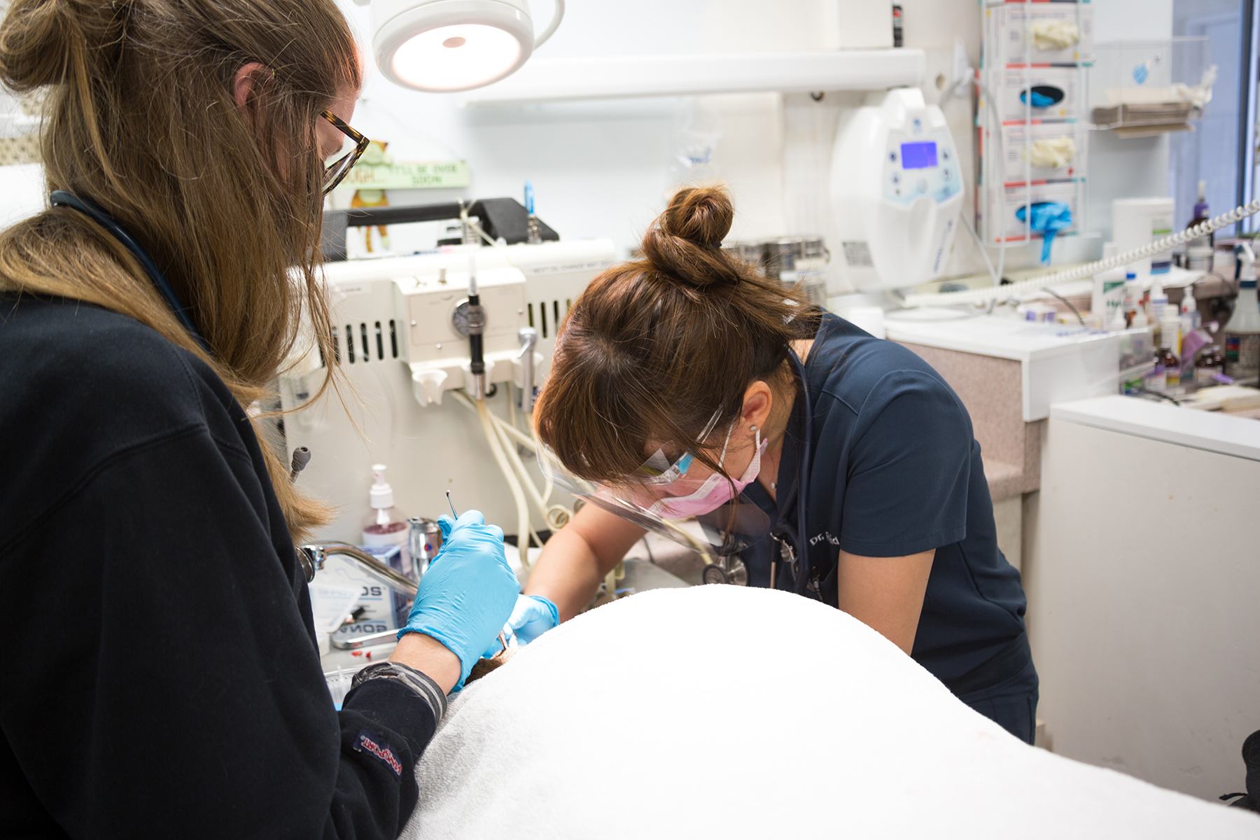 Dental procedure at White's Pet Hospital